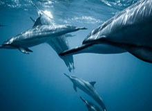 开云体育官网：带你进入全新体育博彩体验的旅程